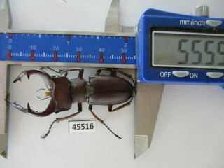45516.  Lucanidae,  Lucanus Marazziorum.  Vietnam North.  55mm