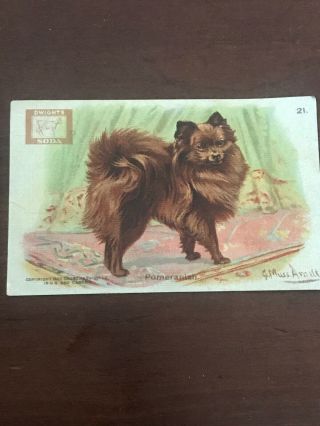 Pomeranian Dog Arm And Hammer Soda Card 1902