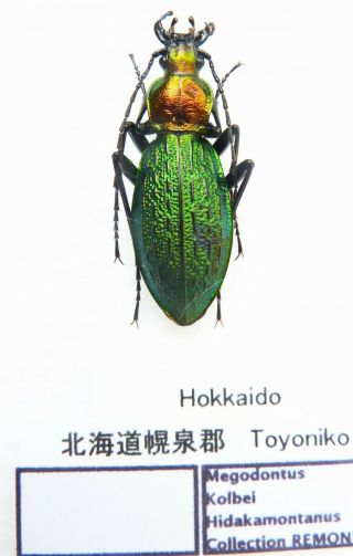 Carabus Megodontus Kolbei Hidakamontanus (female A1) From Japan (carabidae)