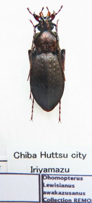 Carabus Ohomopterus Lewisianus Awakazusanus (female A1) From Japan (carabidae)