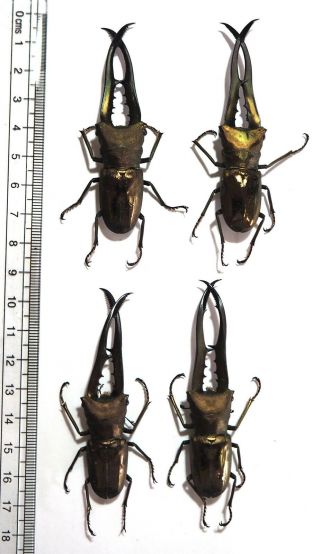 Lucanidae.  4 X Cyclommatus Metallifer Finae. ,  70mm Peleng Is (11)