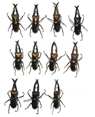 Lucanidae.  11 X Cyclommatus Metallifer Finae. ,  50mm Peleng Is (12)