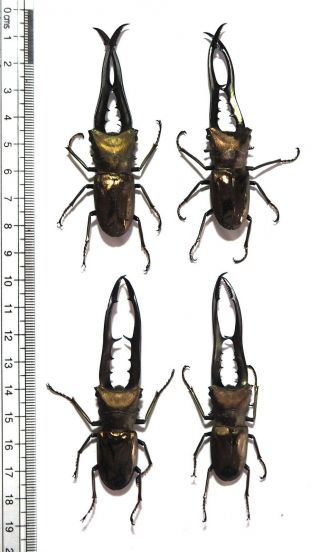 Lucanidae.  4 X Cyclommatus Metallifer Finae. ,  75mm Peleng Is (9)