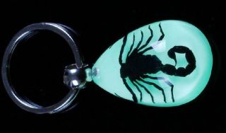 10 Keychain Black Scorpion Pressed Luminous Style Jewelry
