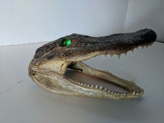 Alligator Head Skull Taxidermy Real Teeth Jaw Reptile Swamp Gator.  Small