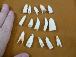 (g370 - 14) 15 Gator Alligator Aligator Tooth Teeth Make Own Jewelry Mixed Sizes
