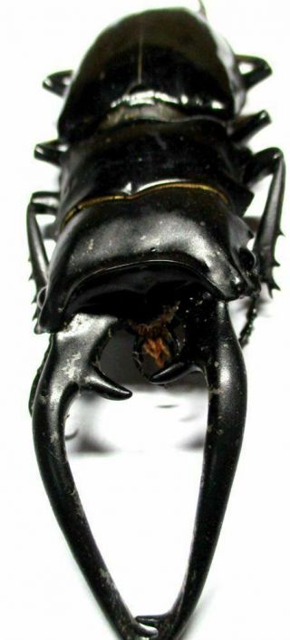 D003 Lucanidae: Odontolabis Intermedius Male 96mm