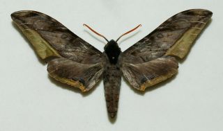Sphingidae - Acanthosphinx Guessfeldti - Male - Africa