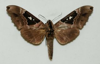 Sphingidae - Lophostethus Dumolinii - Male - Africa