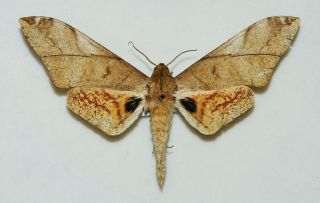 Sphingidae - Platysphinx Stigmatica - Male - Africa
