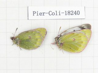 Butterfly.  Colias Arida Muetingi.  China,  W Gansu,  Akesai County.  2f.  18240.