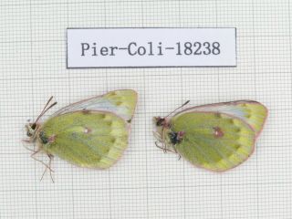 Butterfly.  Colias Arida Muetingi.  China,  W Gansu,  Akesai County.  2f.  18238.