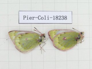 Butterfly.  Colias arida muetingi.  China,  W Gansu,  Akesai county.  2F.  18238. 2