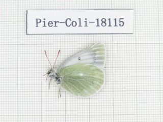 Butterfly.  Colias Sifanica Ssp.  China,  S Gansu,  Xiahe County.  1f.  18115.