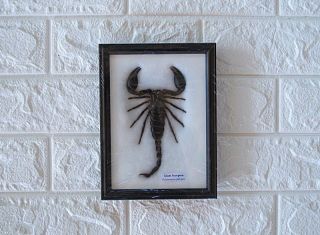 Real Big Giant Scorpions Taxidermy Insects In Frame Home Decor Collectibles