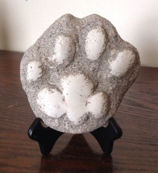 Mountain Lion Plaster Animal Track Cast W/ Stand Puma Panther Cougar Print