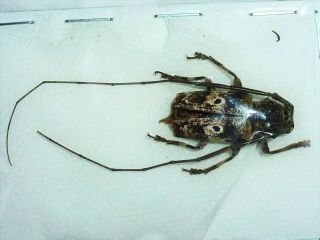 Very Rare Cerambycidae Prosopocera Schoutedeni Male Huge Cameroon