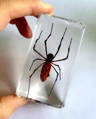 T - 01 Spider Insect Specimens In Lucite Paperweight Acrylic Crafts