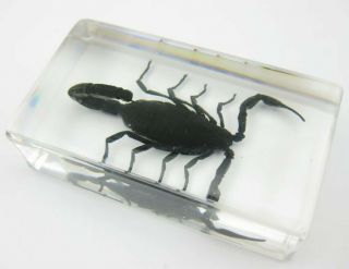 Magic Scorpion Insect Taxidermy Paperweight
