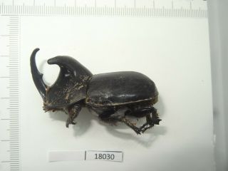 Beetle,  18030,  Scarabaeidae,  Trichogomphus Sp.