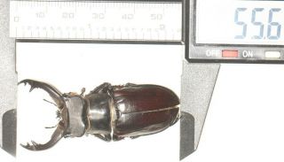 Beetle Lucanidae Lucanus Langi 56.  5mm Tibet