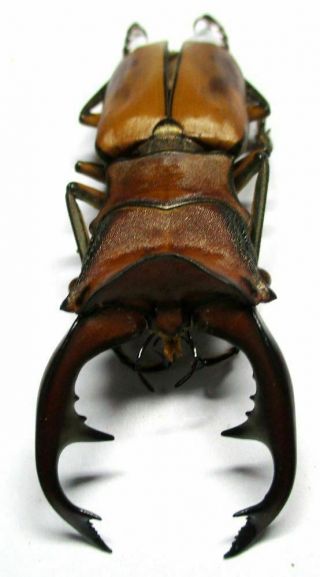 O001 Lucanidae: Cyclommatus Alagari Male 57mm