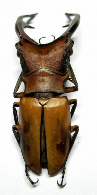 o001 Lucanidae: Cyclommatus alagari male 57mm 4