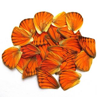 20 Real Butterfly Wing Jewelry Artwork Material Ooak Diy Gift 66