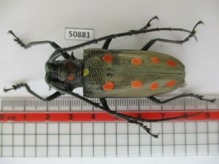 50881 Cerambycidae Sp.  Vietnam Ngoc Linh