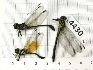K4430 Unmounted Beetle Odonata Dragonfly Damselfy Vietnam Central