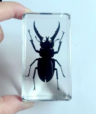 Paper - Weight Stag Beetle Insect Specimens In Lucite Paperweight Crafts