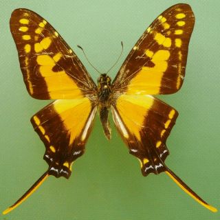 Neographium Marchandi Occidentalis From Chiapas,  Mexico
