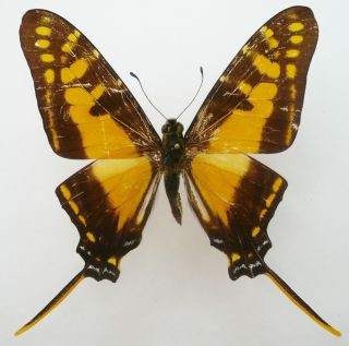 NEOGRAPHIUM MARCHANDI OCCIDENTALIS FROM CHIAPAS,  MEXICO 2