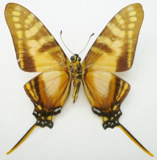 NEOGRAPHIUM MARCHANDI OCCIDENTALIS FROM CHIAPAS,  MEXICO 3