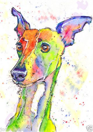 Whippet Print From Watercolour Dog Sighthound Painting By Josie P