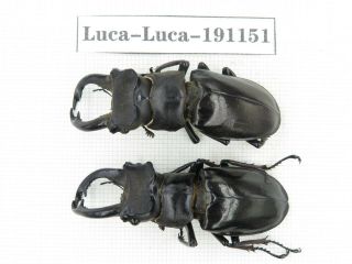 Beetle.  Lucanus Langi.  China,  Tibet,  Motuo County.  2m.  191151.