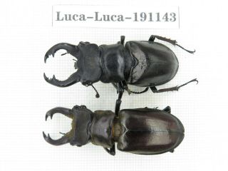 Beetle.  Lucanus Langi.  China,  Tibet,  Motuo County.  2m.  191143.