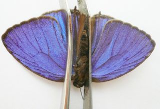 Arhopala Sp.  Male From Sabah,  North Borneo - No.  2 -