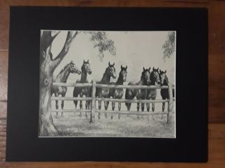Horse Print,  