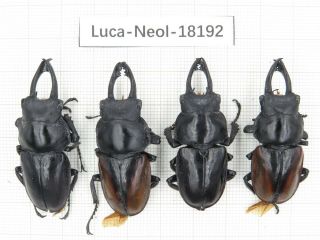 Beetle.  Neolucanus Sp.  China,  Guangxi,  Mt.  Damingshan.  4m.  18192.