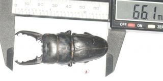 Lucanidae Dorcus Sp.  66.  1mm S.  W.  Tibet