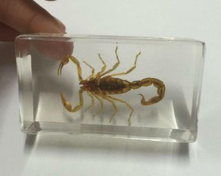 Gold Scorpion In Clear Lucite Resin Paperweights 7 4 2cm Insect Specimen Ng