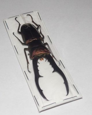70mm Cyclommatus Metallifer Finae Stag Beetle Lucanidae Real Insect Taxidermy