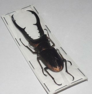 70MM CYCLOMMATUS METALLIFER FINAE STAG BEETLE LUCANIDAE REAL INSECT TAXIDERMY 2