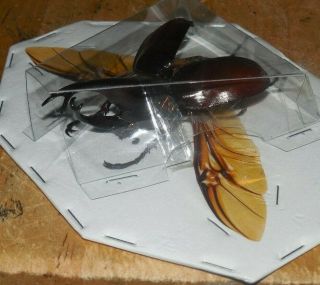 SPREAD XYLOTRUPES GIDEON REAL INSECT SCARAB BEETLE INDONESIA TAXIDERMY 2