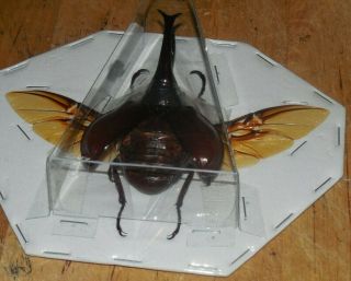 SPREAD XYLOTRUPES GIDEON REAL INSECT SCARAB BEETLE INDONESIA TAXIDERMY 3