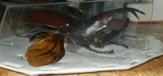 SPREAD XYLOTRUPES GIDEON REAL INSECT SCARAB BEETLE INDONESIA TAXIDERMY 4