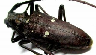 F002 Cerambycidae: Batocera Rubus Linn.  Male 42.  5mm
