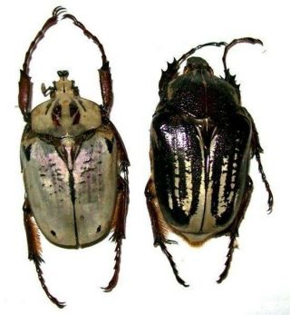 Argyrophegges Kolbei Beetles Pair Taxidermy Real Insect