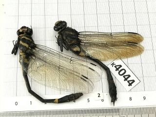 K4044 Unmounted Beetle Odonata Dragonfly Damselfy Vietnam Central